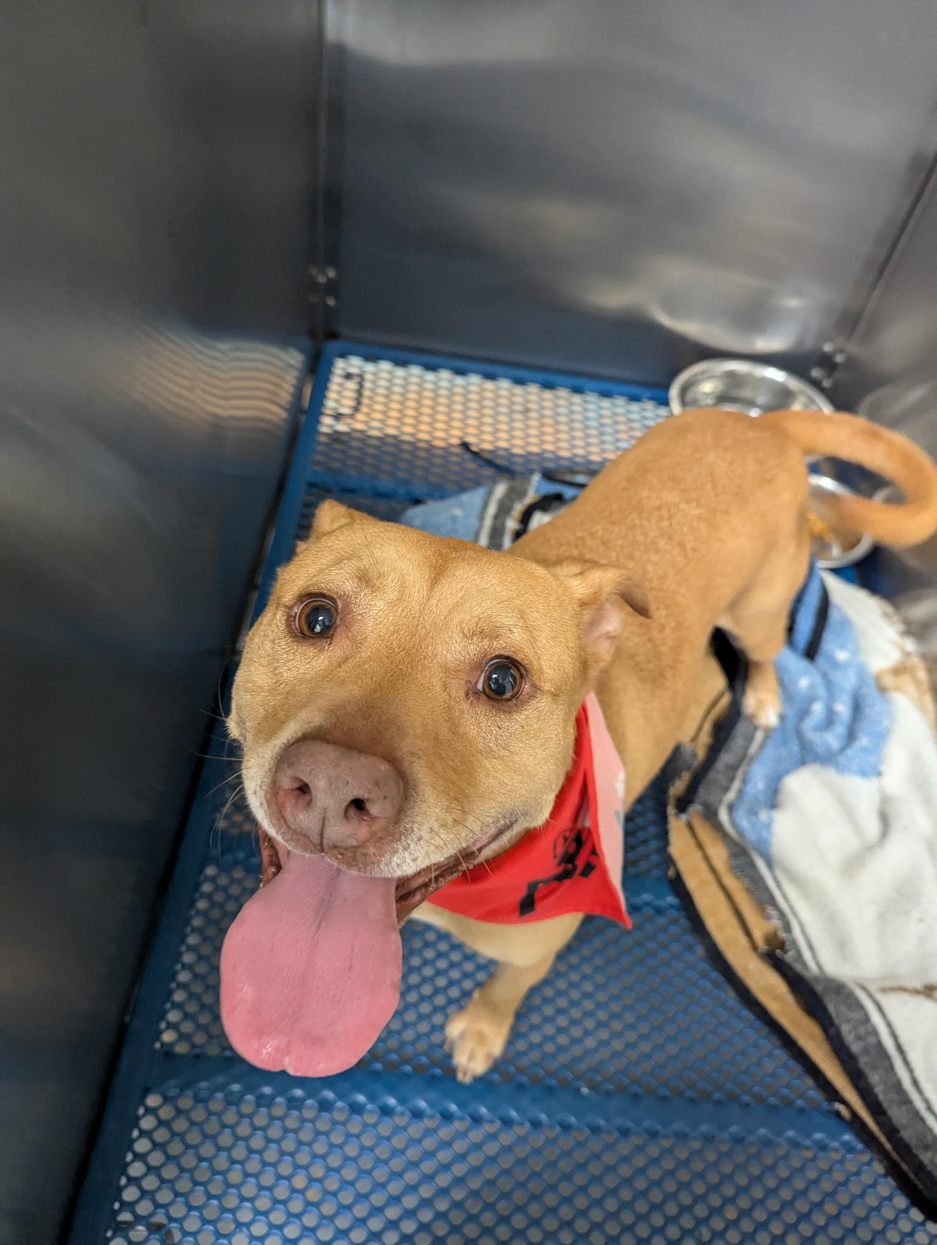 Girly-Foster to Adopt