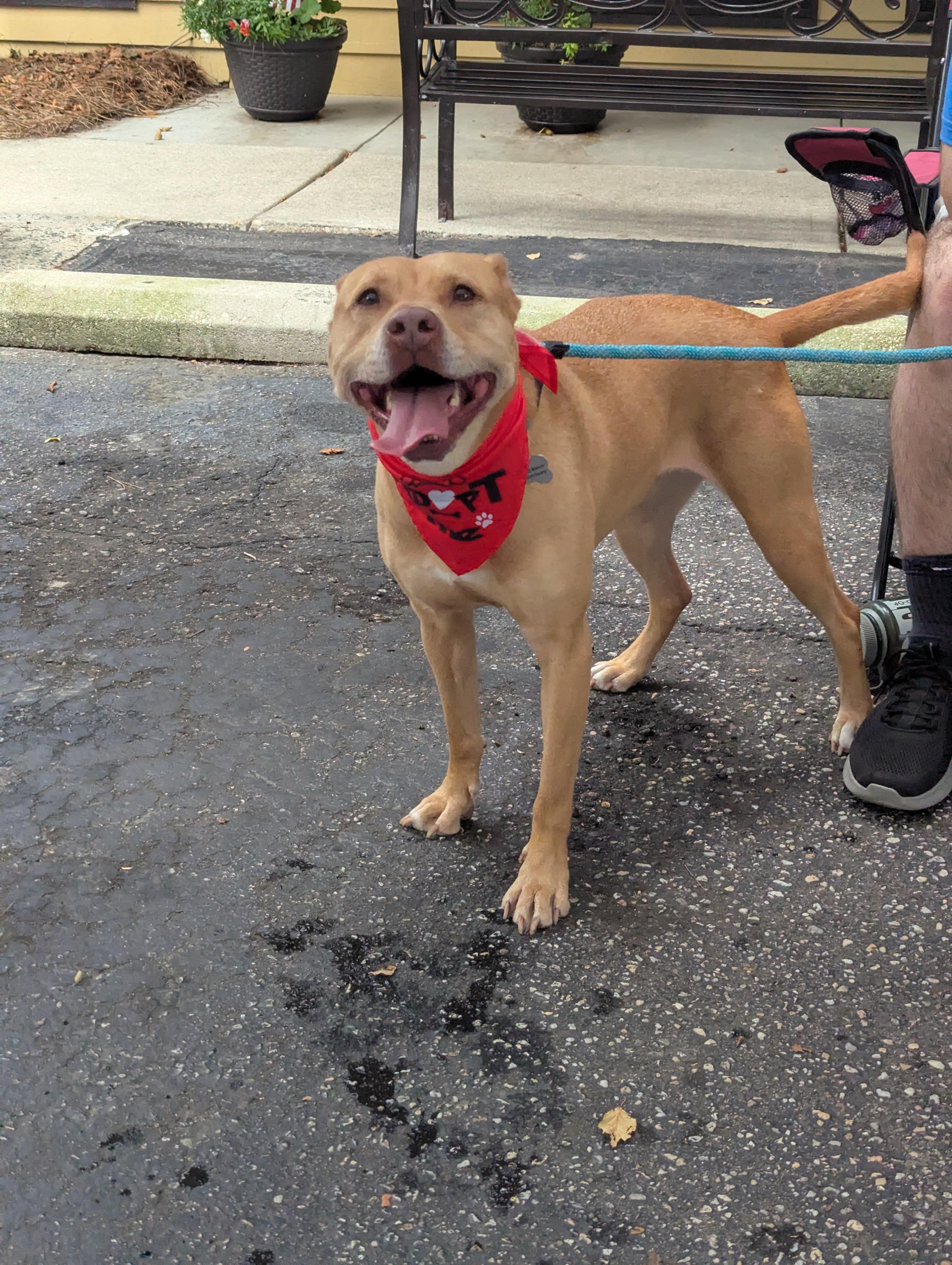 Girly-Foster to Adopt