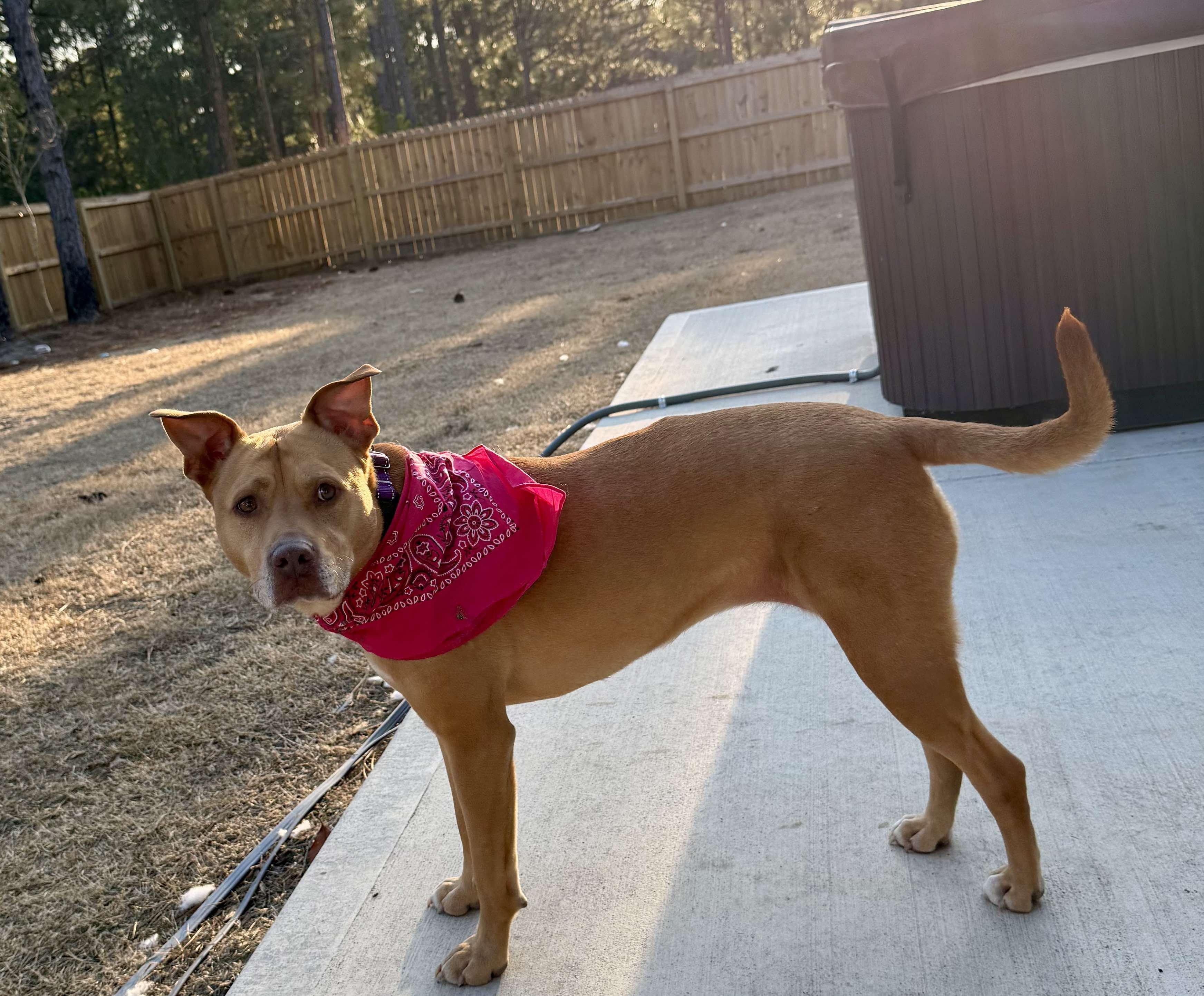 Girly-Foster to Adopt