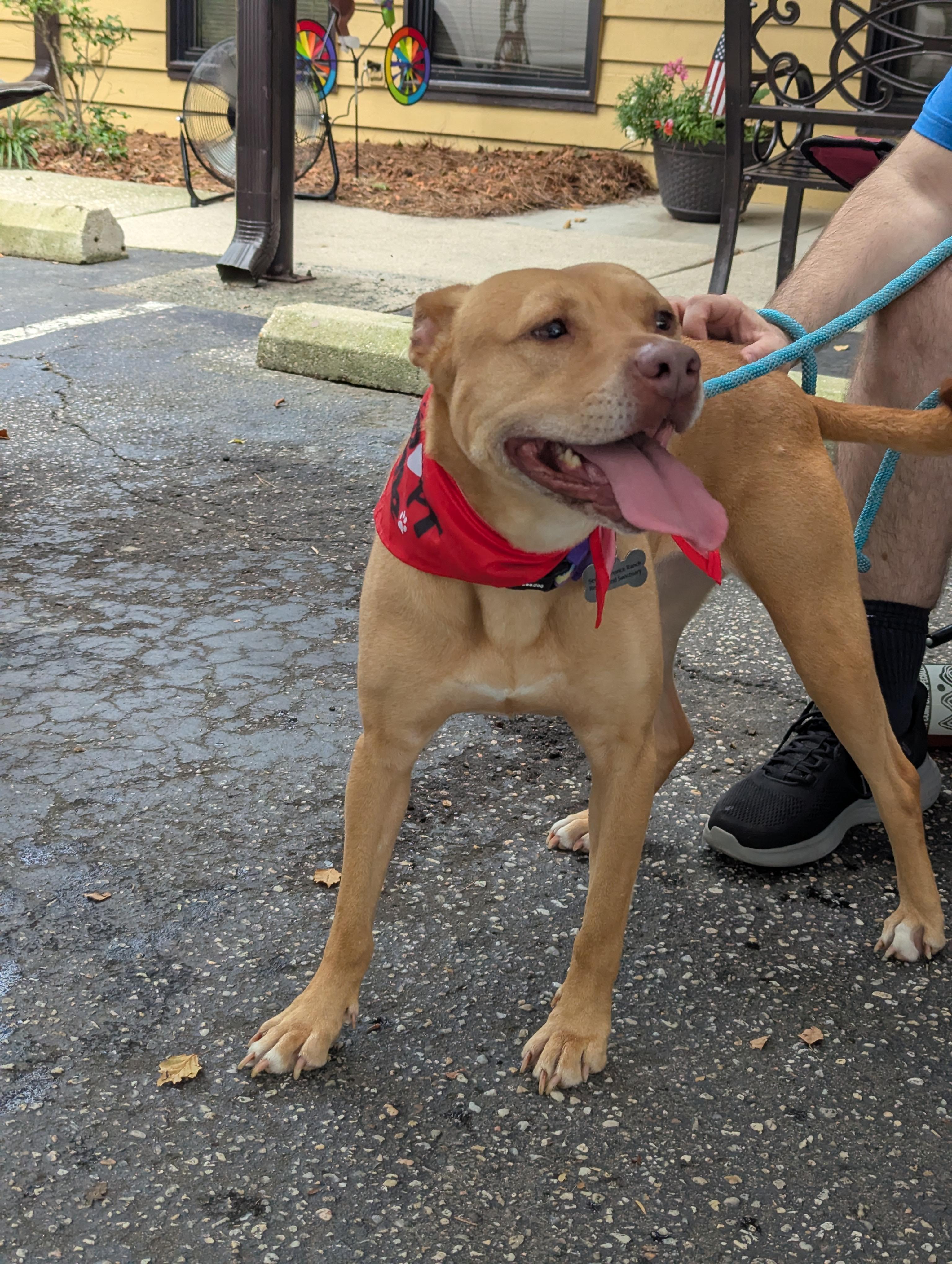 Girly-Foster to Adopt