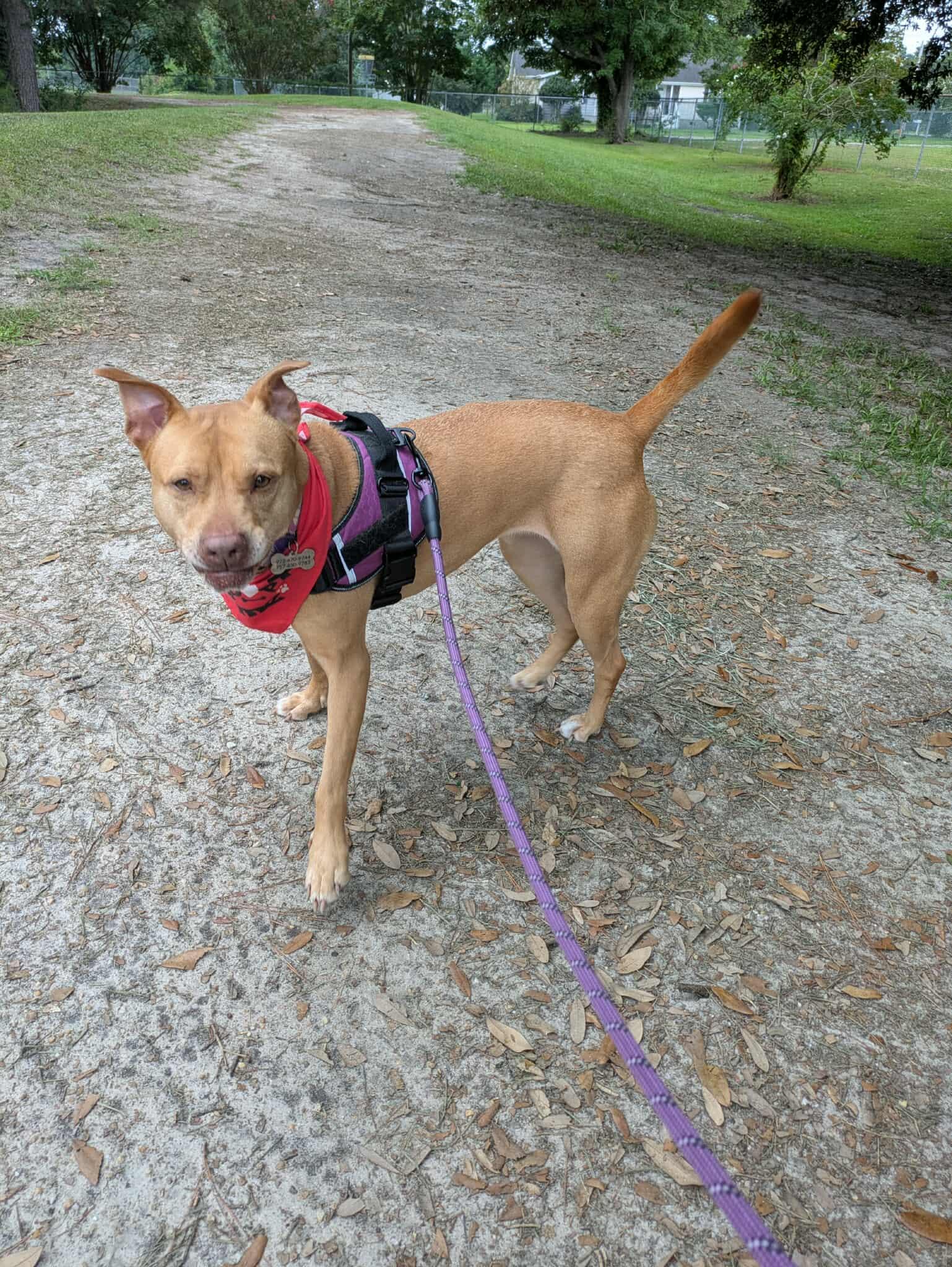 Girly-Foster to Adopt