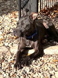 Enlarge Meet the Regal Pappy.  He is very well-behaved and gentle boy. Great Dane/American Bulldog Mix, a Adoptable mixed breed in Richmond, VA image 3/5