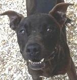 PAPPY, Black mix, handsome, sweet and playful POCKET SIZED BOY