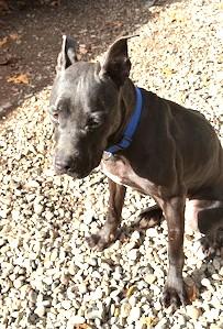 Enlarge Meet the Regal Pappy.  He is very well-behaved and gentle boy. Great Dane/American Bulldog Mix, a Adoptable mixed breed in Richmond, VA image 4/5