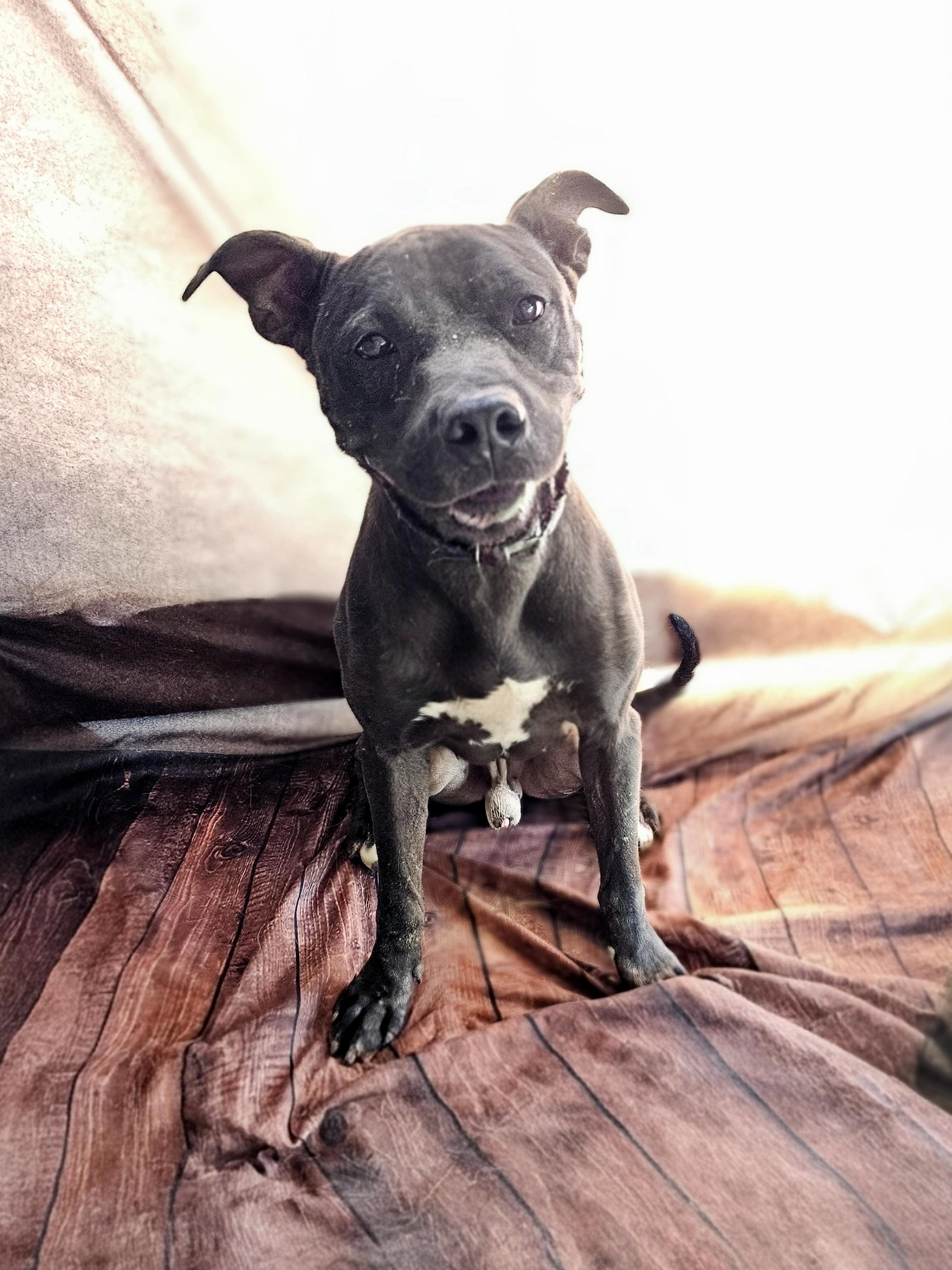 PAPPY, Black mix, handsome, sweet and playful POCKET SIZED BOY 42 pounds!