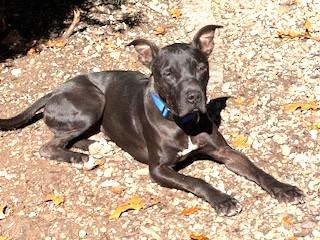 Meet the Regal Pappy.  He is very well-behaved and gentle boy. Great Dane/American Bulldog Mix