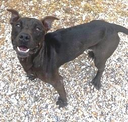PAPPY, Black mix, handsome, sweet and playful POCKET SIZED BOY