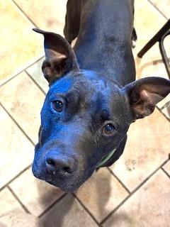 Meet the Regal Pappy.  He is very well-behaved and gentle boy. Great Dane/American Bulldog Mix