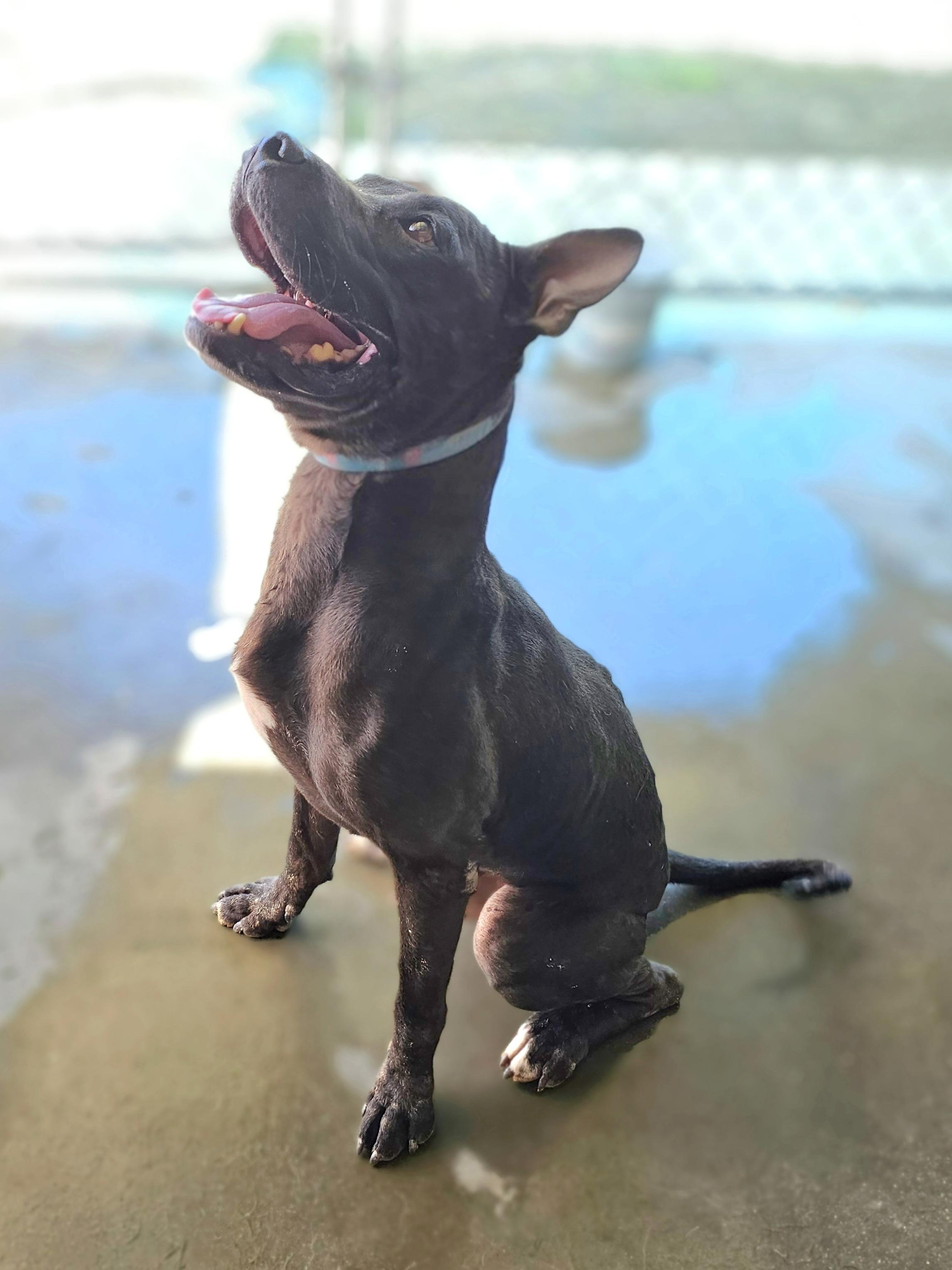 PAPPY, Black mix, handsome, sweet and playful POCKET SIZED BOY 42 pounds!