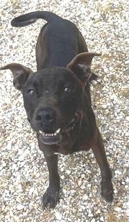 PAPPY, Black mix, handsome, sweet and playful POCKET SIZED BOY