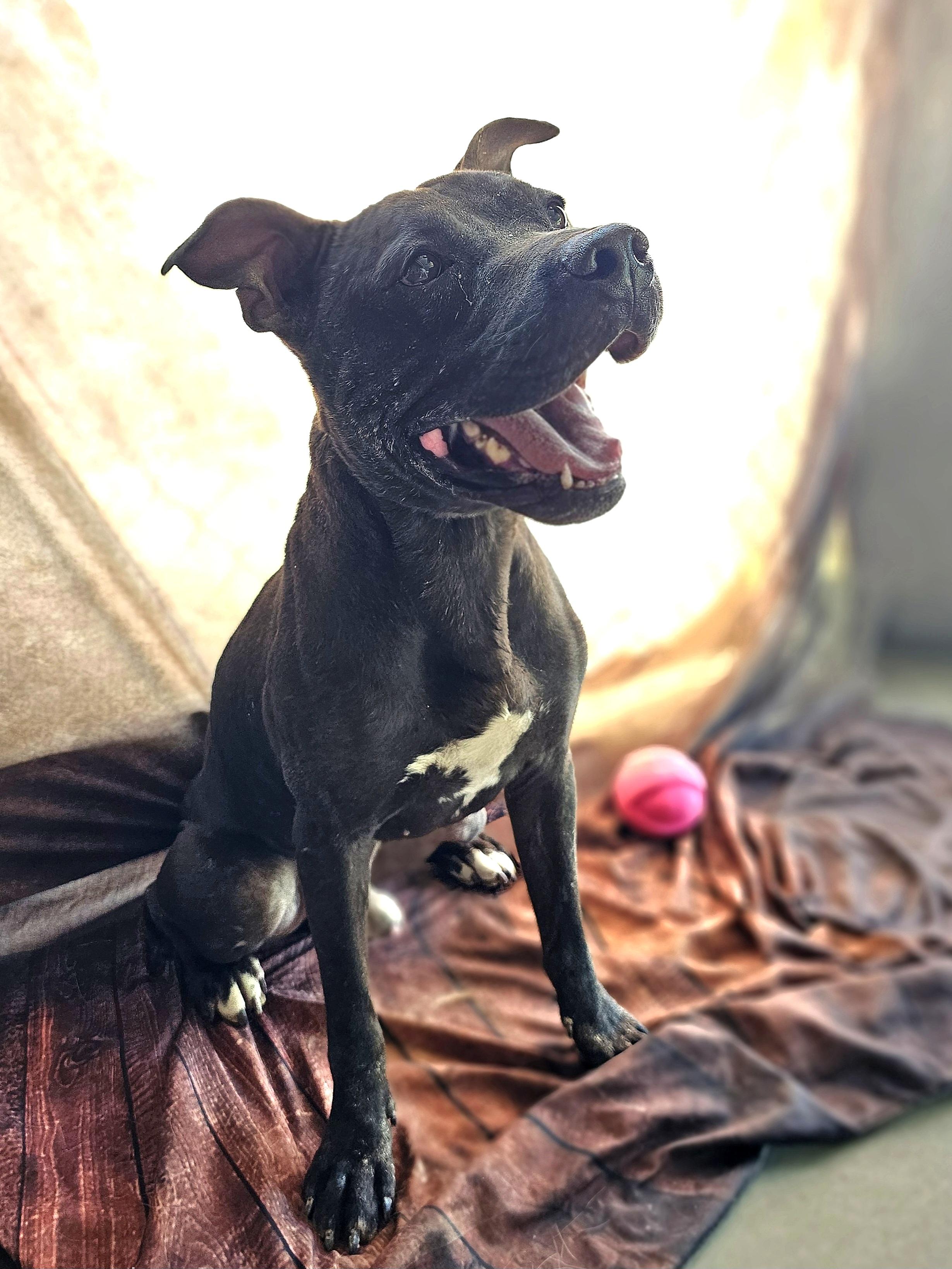 PAPPY, Black mix, handsome, sweet and playful POCKET SIZED BOY 42 pounds!
