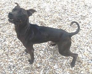 PAPPY, Black mix, handsome, sweet and playful POCKET SIZED BOY