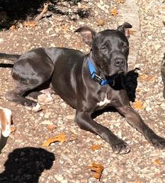 Enlarge Meet the Regal Pappy.  He is very well-behaved and gentle boy. Great Dane/American Bulldog Mix, a Adoptable mixed breed in Richmond, VA image 5/5