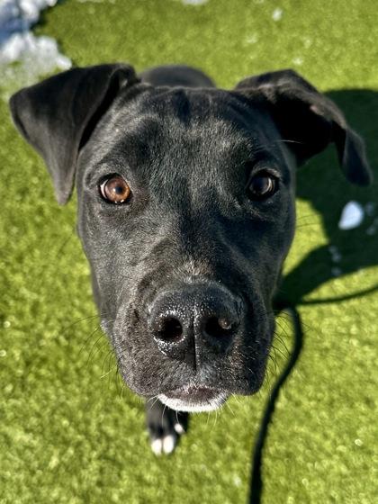 Bag of Holding, a Adoptable mixed breed in Wichita, KS image 1/3