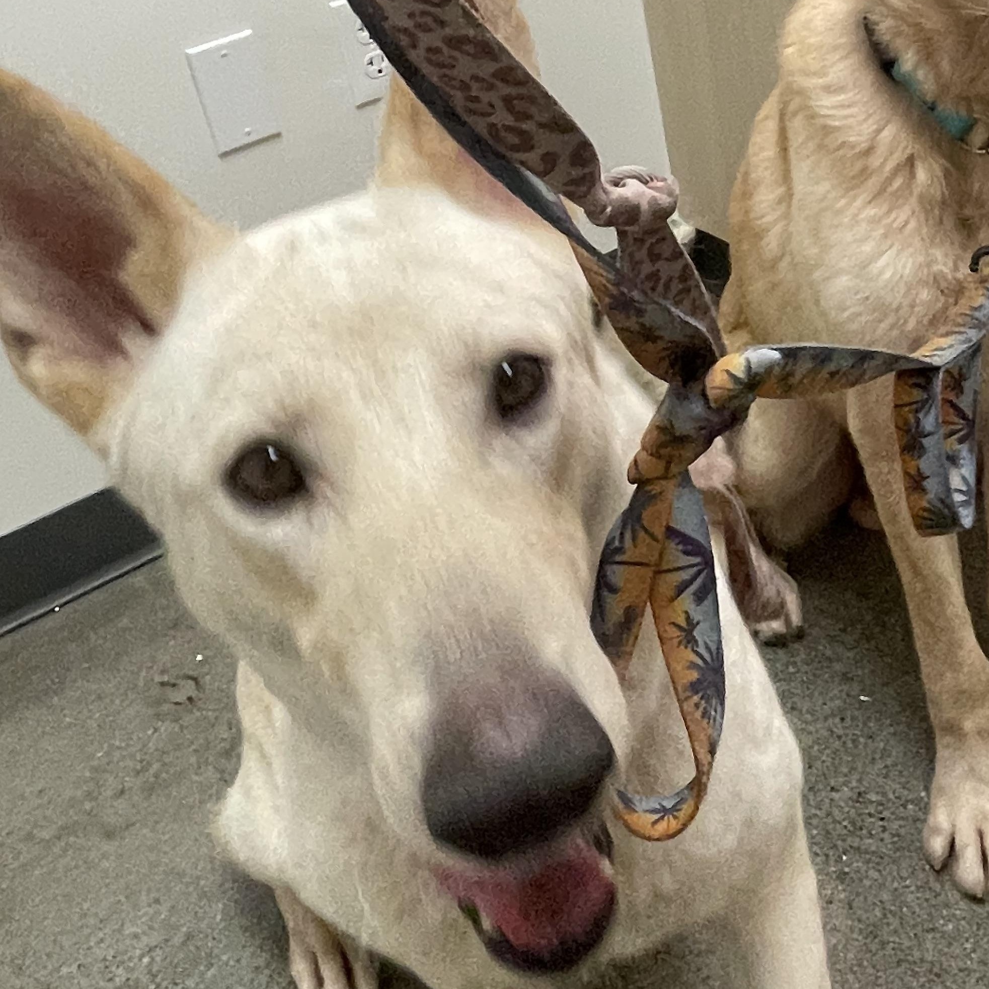 Enlarge Lucy, a Adoptable mixed breed in Petaluma , CA image 2/5