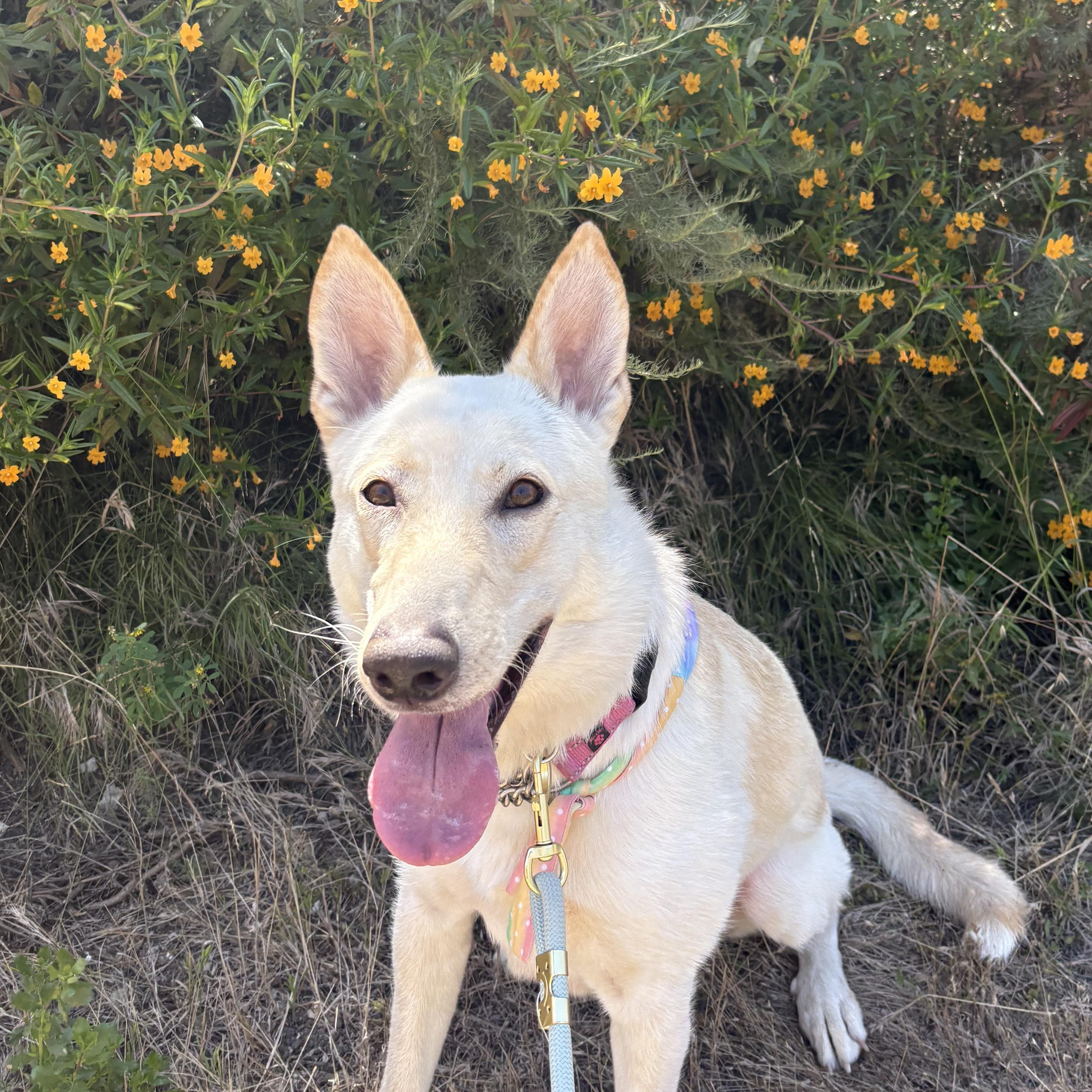 Lucy, a Adoptable mixed breed in Los Osos, CA image 2/6