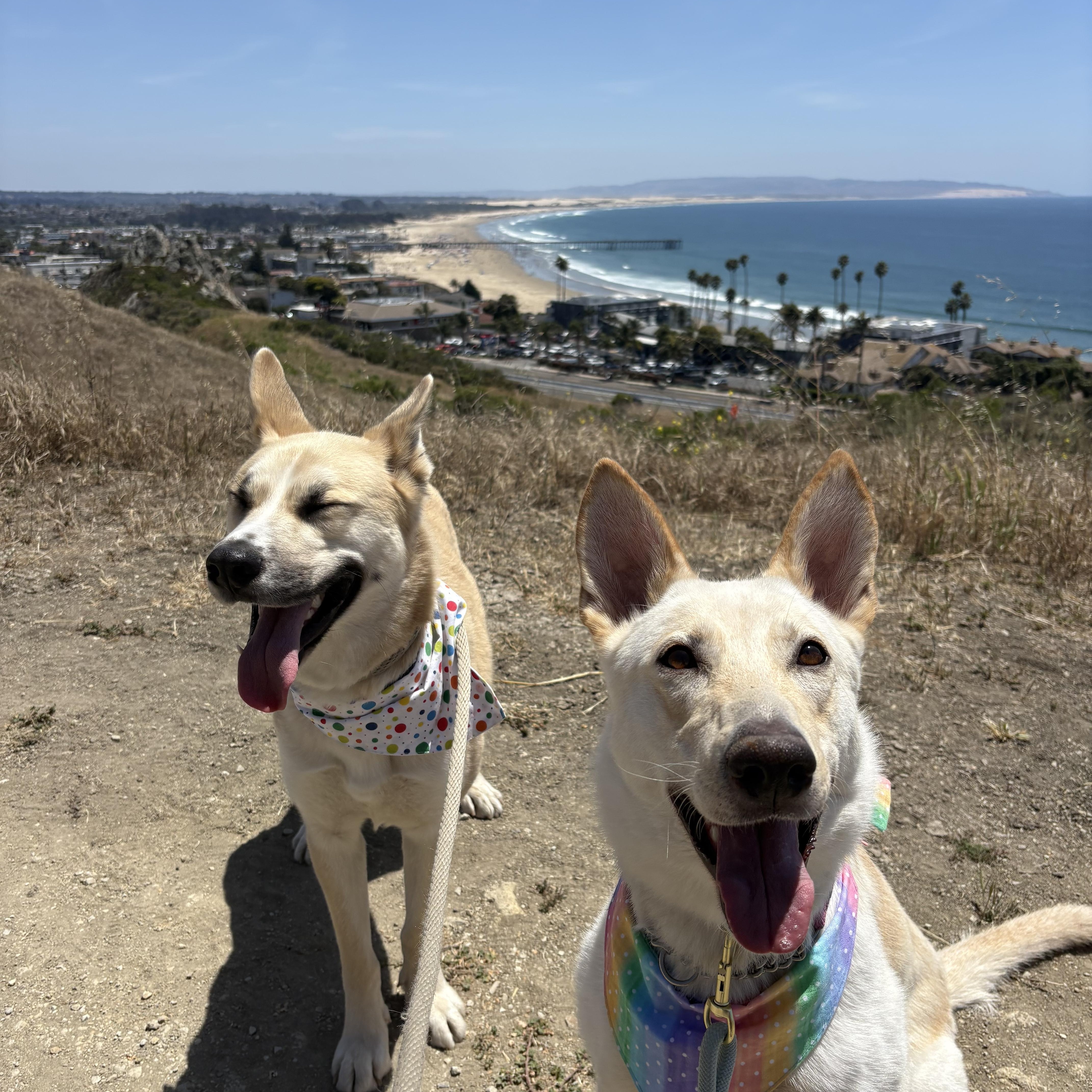 Lucy, a Adoptable mixed breed in Los Osos, CA image 3/6