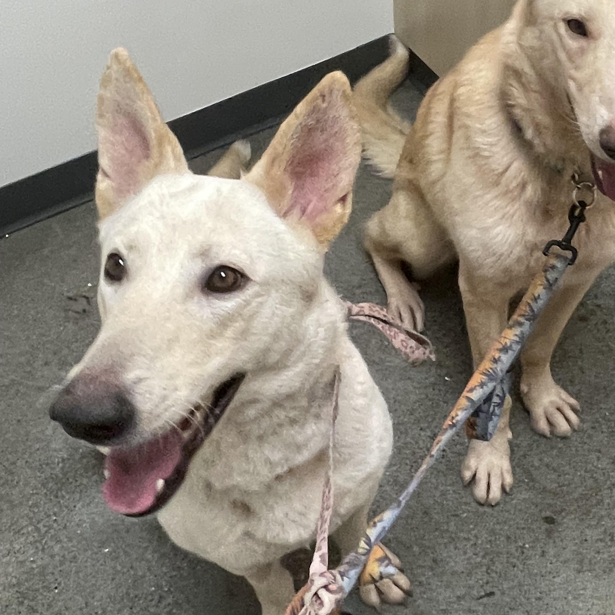 Lucy, Adoptable, Young Female German Shepherd Dog.