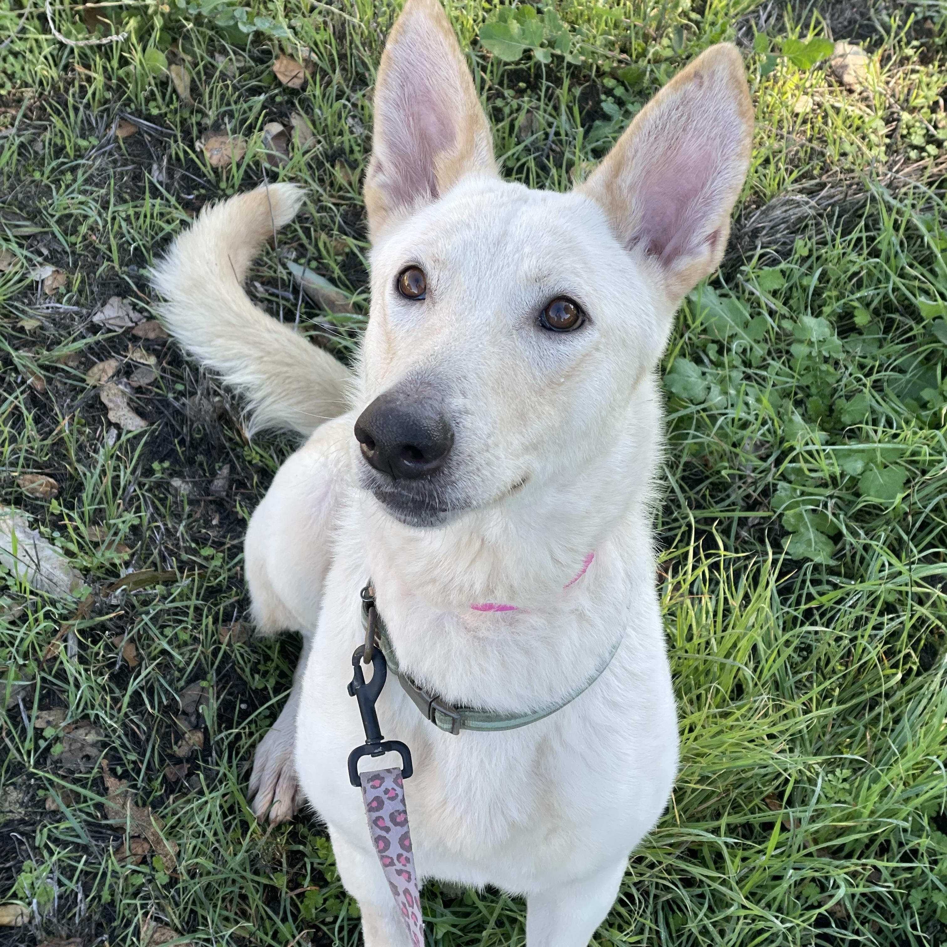 Enlarge Lucy, a Adoptable mixed breed in Petaluma , CA image 1/5