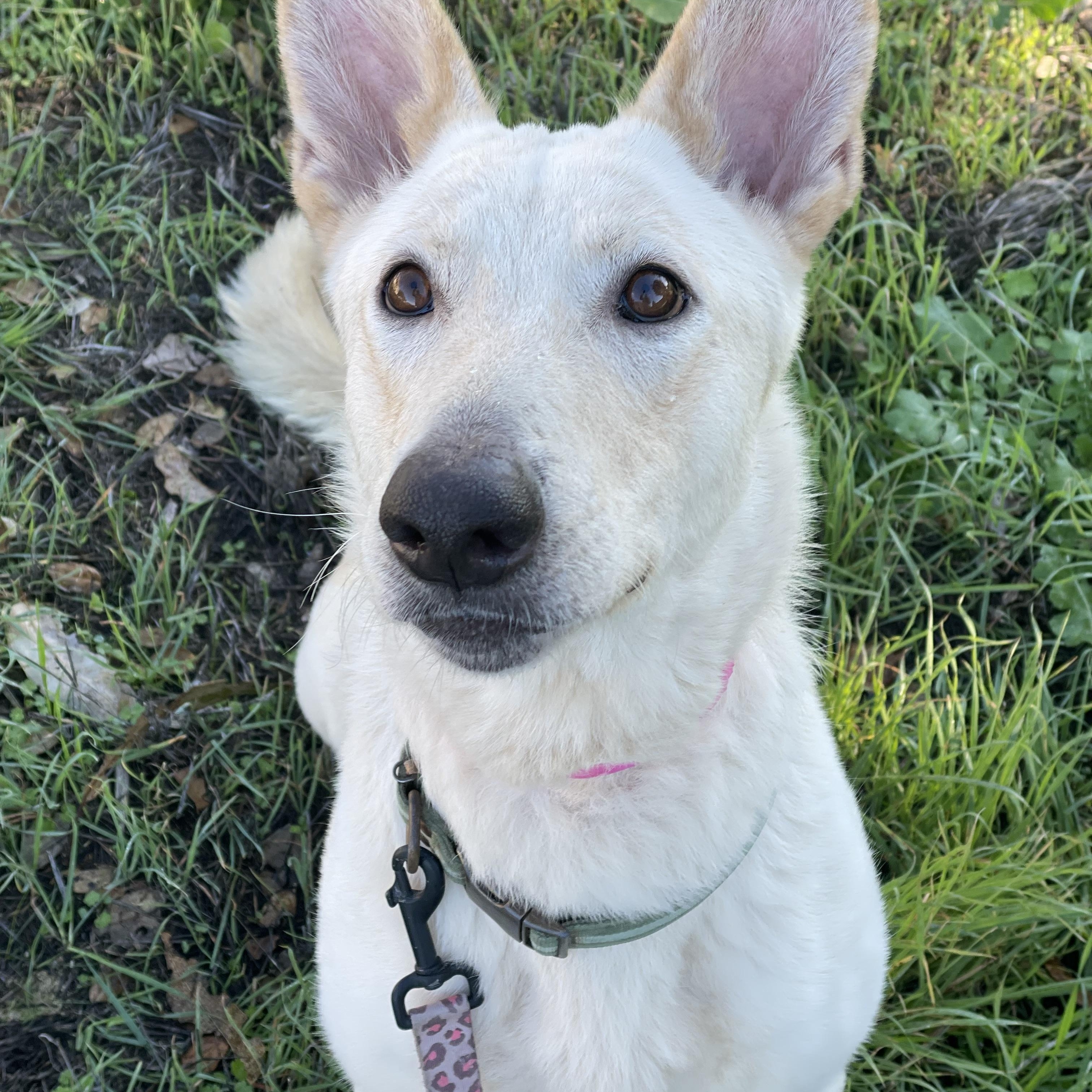 Enlarge Lucy, a Adoptable mixed breed in Petaluma , CA image 3/5