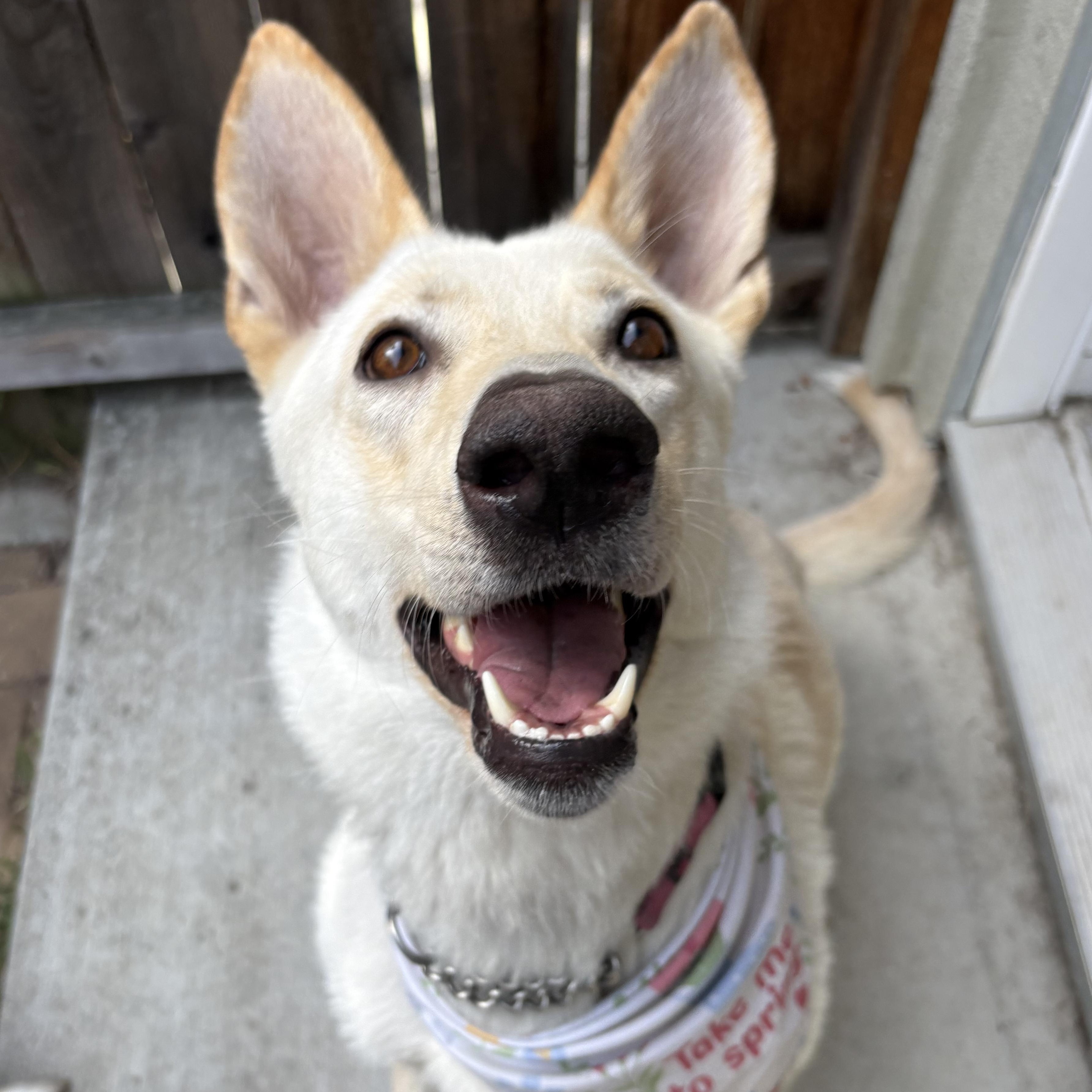Lucy, a Adoptable mixed breed in Los Osos, CA image 1/6