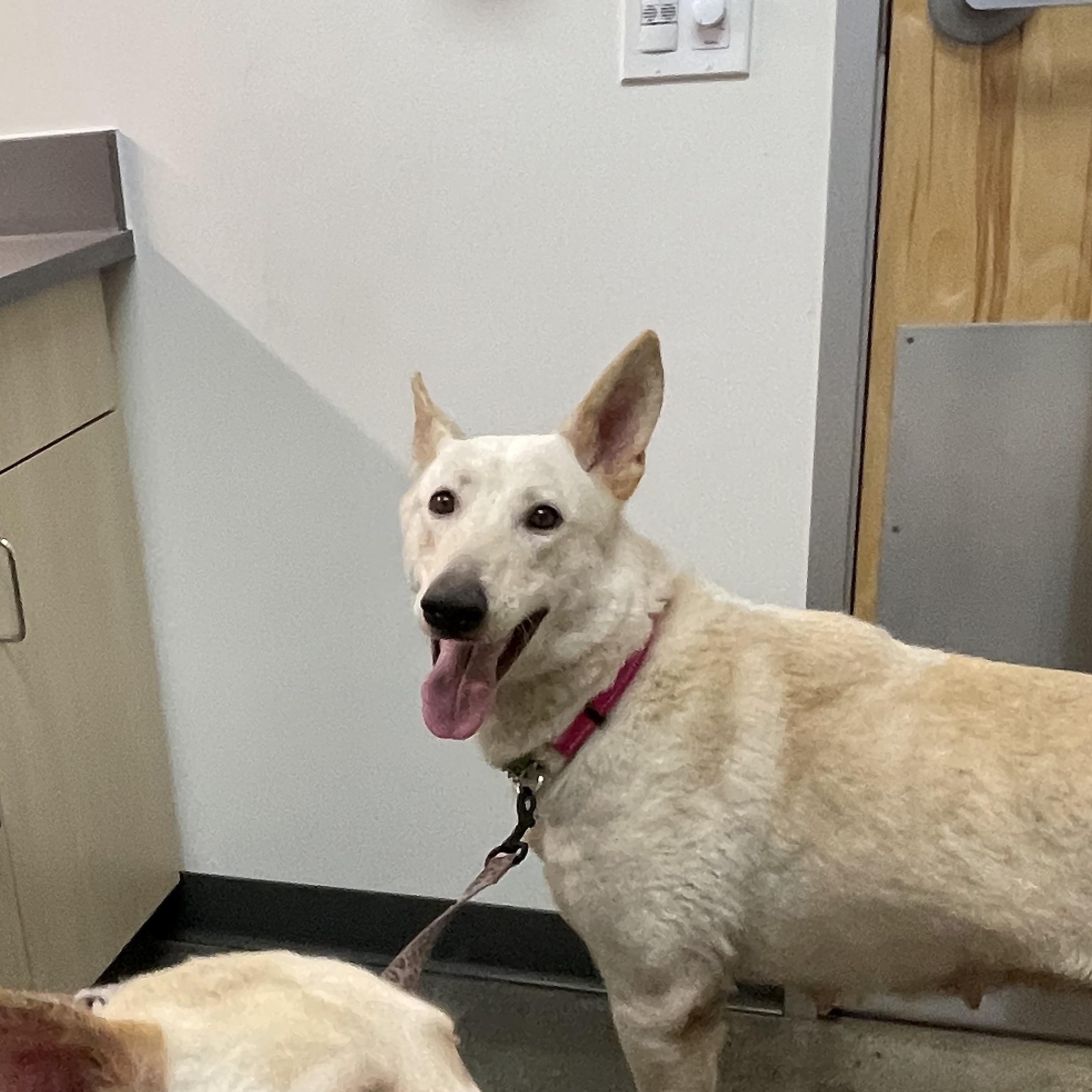 Enlarge Lucy, a Adoptable mixed breed in Petaluma , CA image 5/5