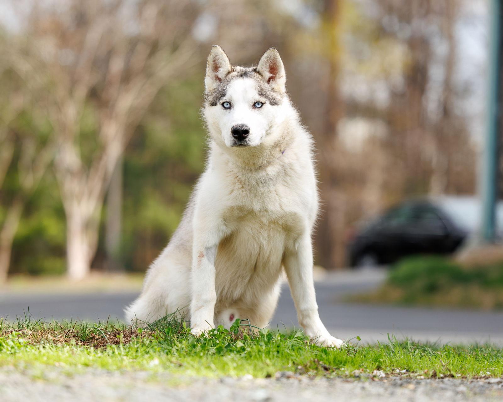 Denali, a Adopted Mixed Breed in Durham, NC image 1/2