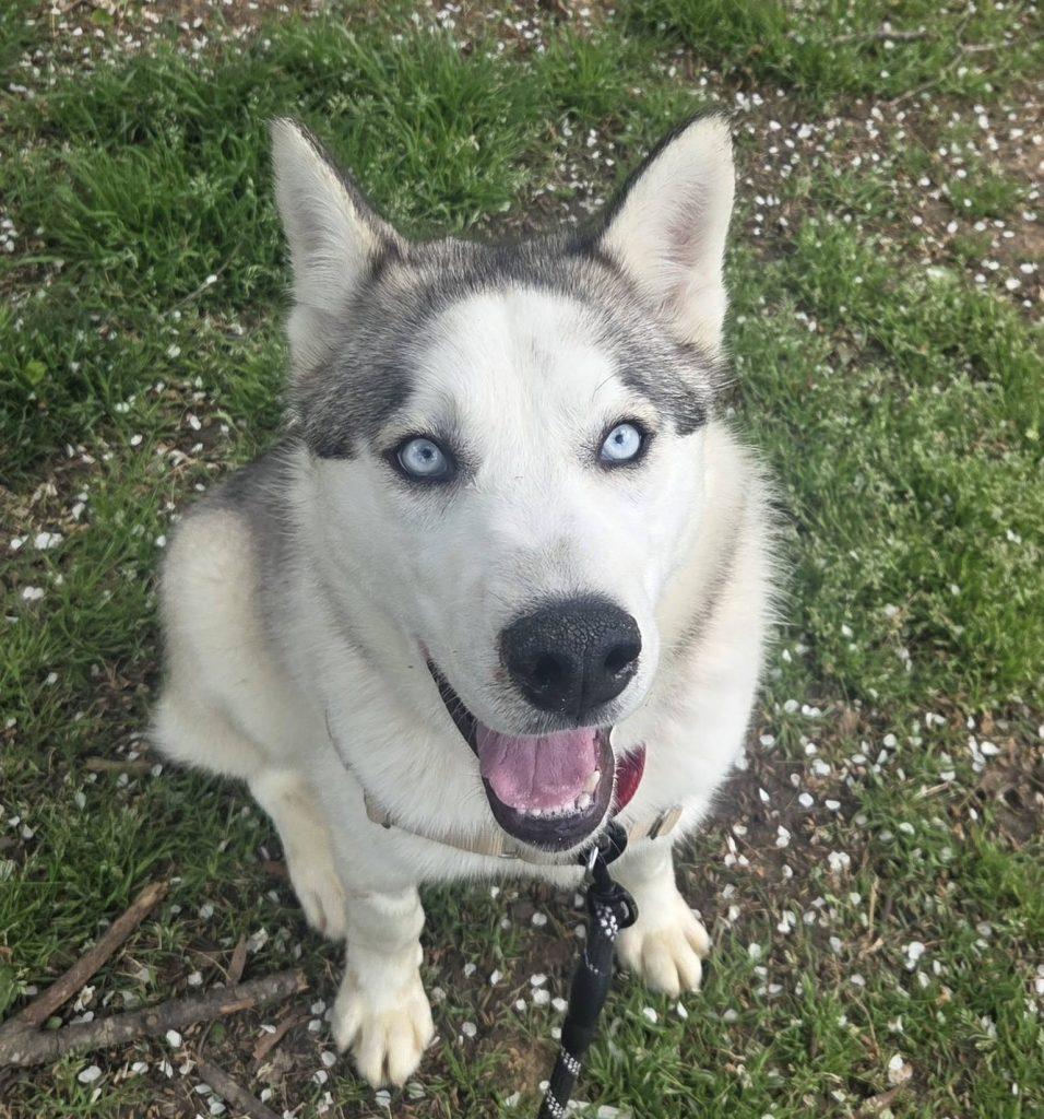 Denali, a Adopted Mixed Breed in Durham, NC image 2/2