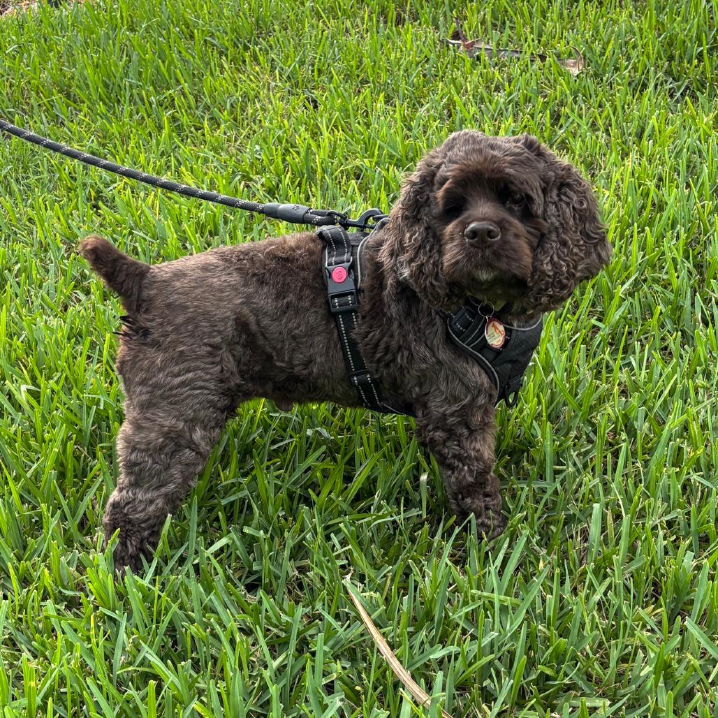 Benny, Adoptable, Senior Male Cocker Spaniel.