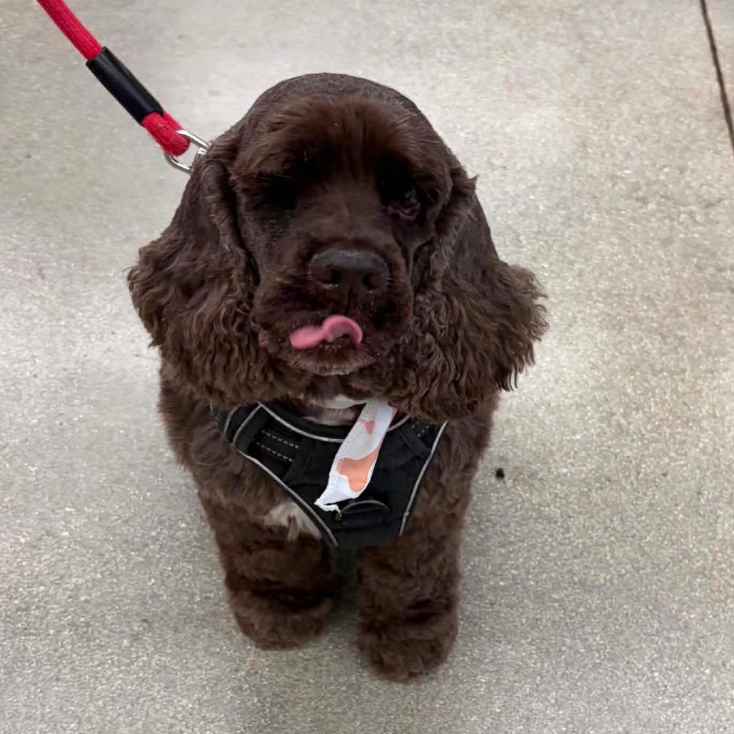 Enlarge Benny, a Adoptable Cocker Spaniel in Fort Lauderdale, FL image 2/4