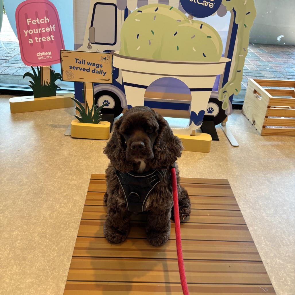Enlarge Benny, a Adoptable Cocker Spaniel in Fort Lauderdale, FL image 3/4