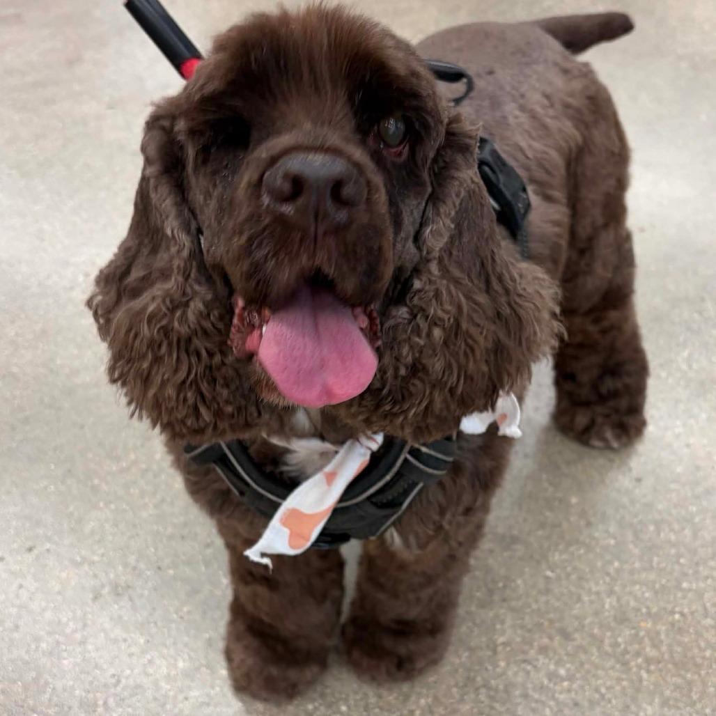 Enlarge Benny, a Adoptable Cocker Spaniel in Fort Lauderdale, FL image 4/4