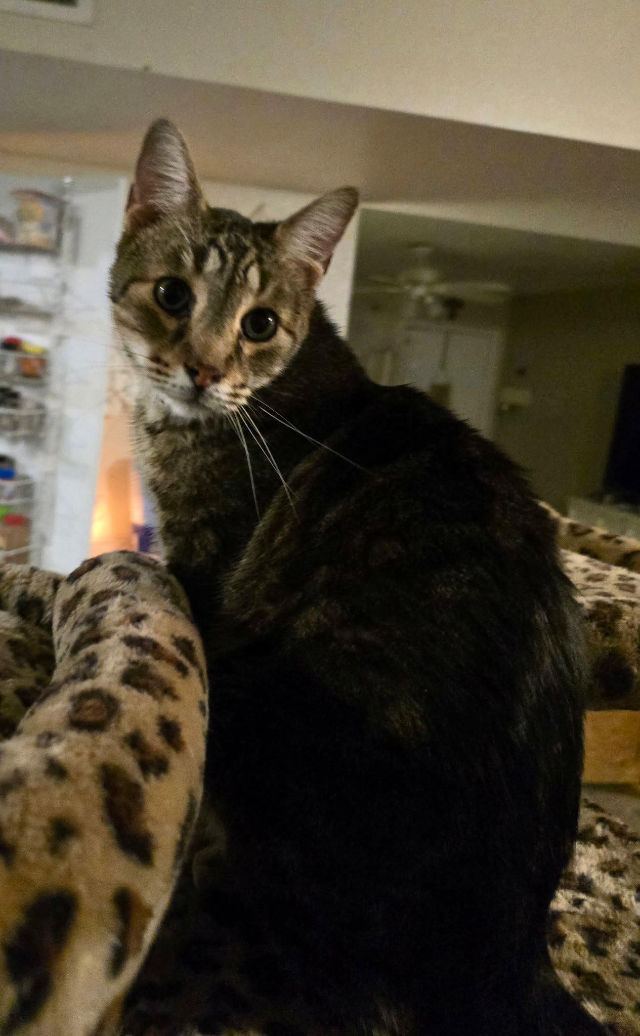 Enlarge Chase, a Adoptable Domestic Short Hair in Chandler, AZ image 1/1