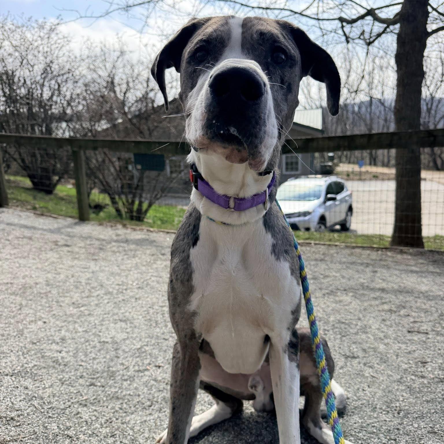 Boa, an adopted Great Dane in Phoenixville, PA image 6/6
