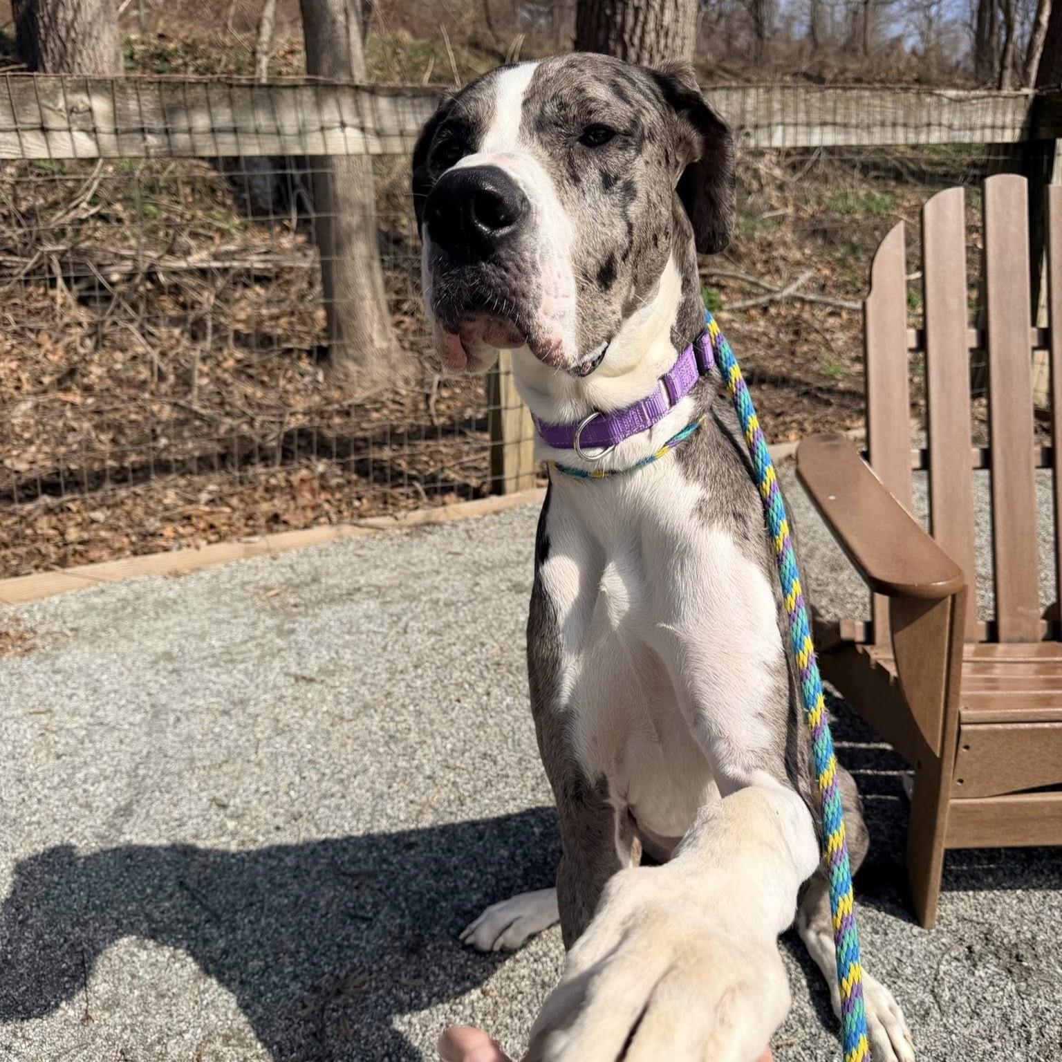 Boa, an adopted Great Dane in Phoenixville, PA image 4/6