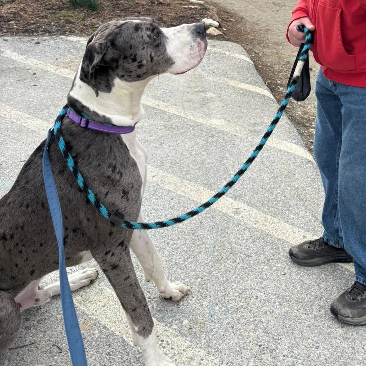 Boa, an adopted Great Dane in Phoenixville, PA image 5/6