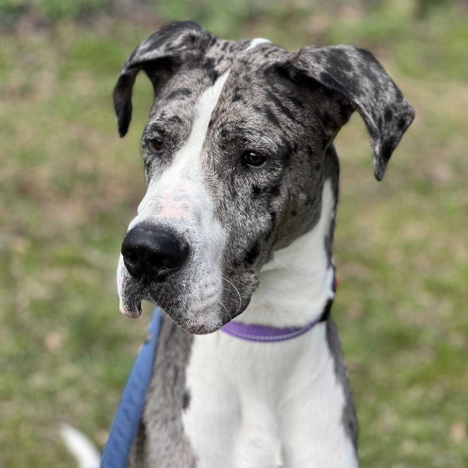 Boa, an adopted Great Dane in Phoenixville, PA image 2/6