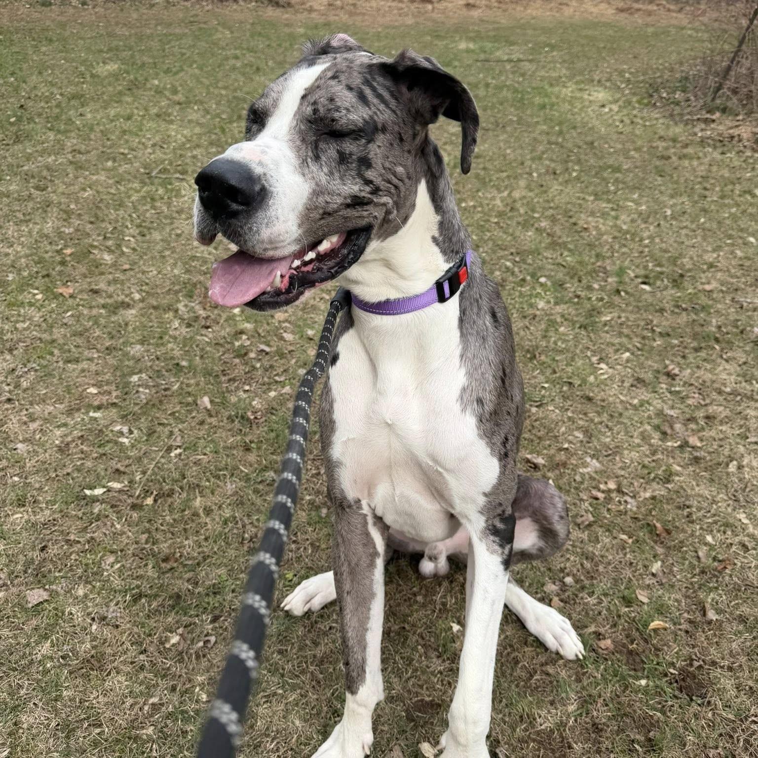 Boa, an adopted Great Dane in Phoenixville, PA image 3/6