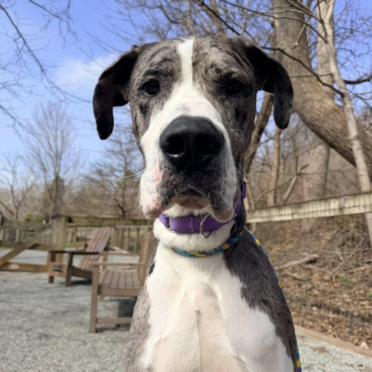 Boa, an adopted Great Dane in Phoenixville, PA image 1/6