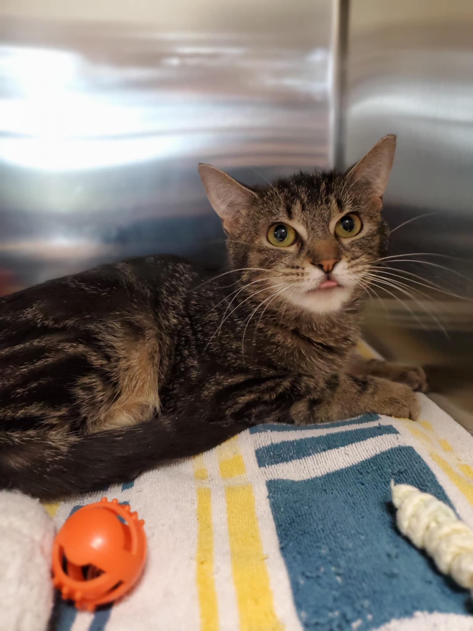 Corrie, Adoptable, Young Female Domestic Short Hair.