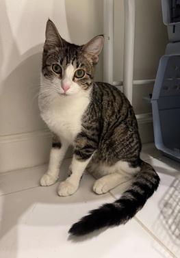 Louie, Adoptable, Young Male Domestic Short Hair & Tabby.