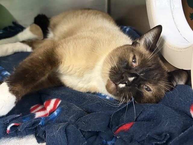 Enlarge CARLETON, a Adoptable Snowshoe in Ames, IA image 1/1