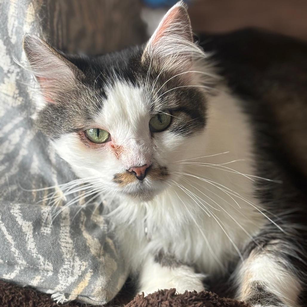 Enlarge Triton 3C26, a Adoptable Domestic Long Hair in Napoleon, OH image 1/6