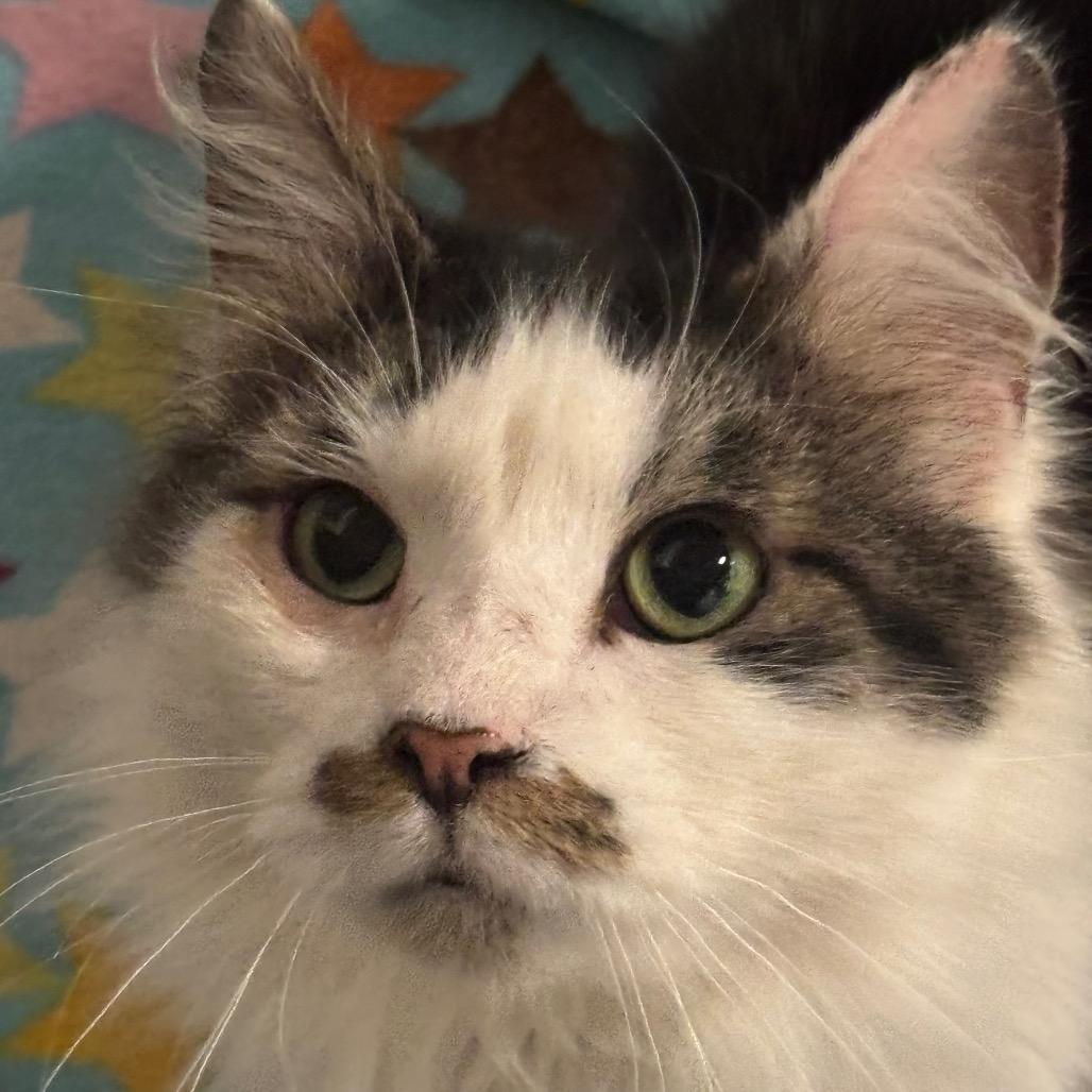 Enlarge Triton 3C26, a Adoptable Domestic Long Hair in Napoleon, OH image 1/4