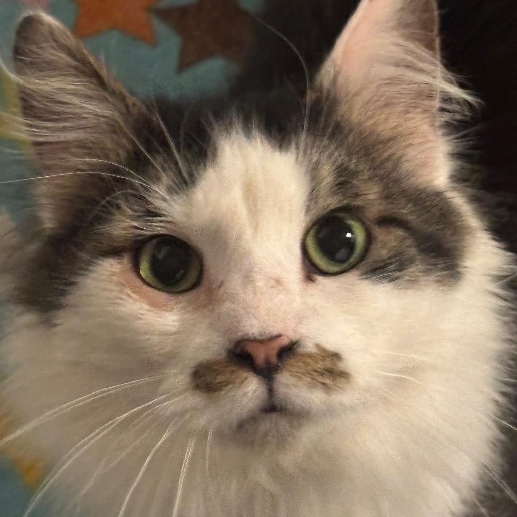 Enlarge Triton 3C26, a Adoptable Domestic Long Hair in Napoleon, OH image 2/4