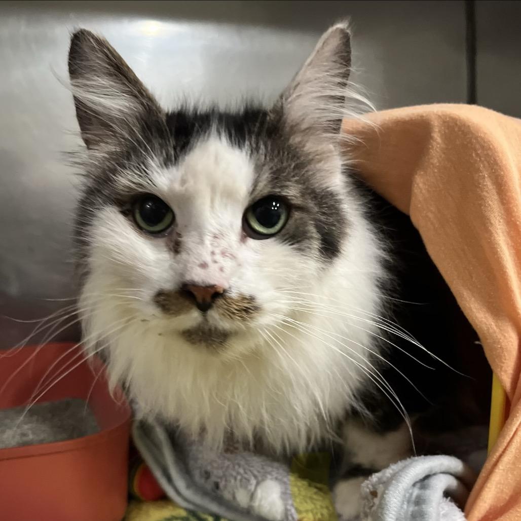 Enlarge Triton 3C26, a Adoptable Domestic Long Hair in Napoleon, OH image 3/4