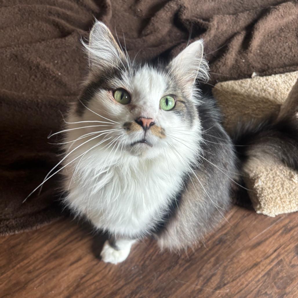 Enlarge Triton 3C26, a Adoptable Domestic Long Hair in Napoleon, OH image 5/6