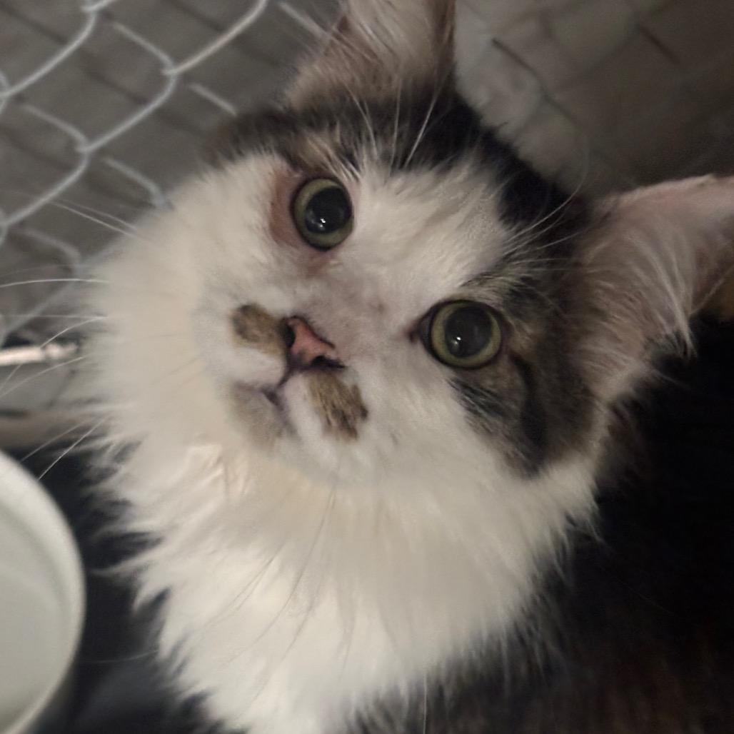 Enlarge Triton 3C26, a Adoptable Domestic Long Hair in Napoleon, OH image 4/4