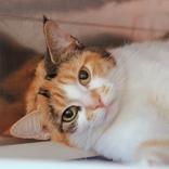 Callie, adopted, Adult Female Domestic Short Hair.