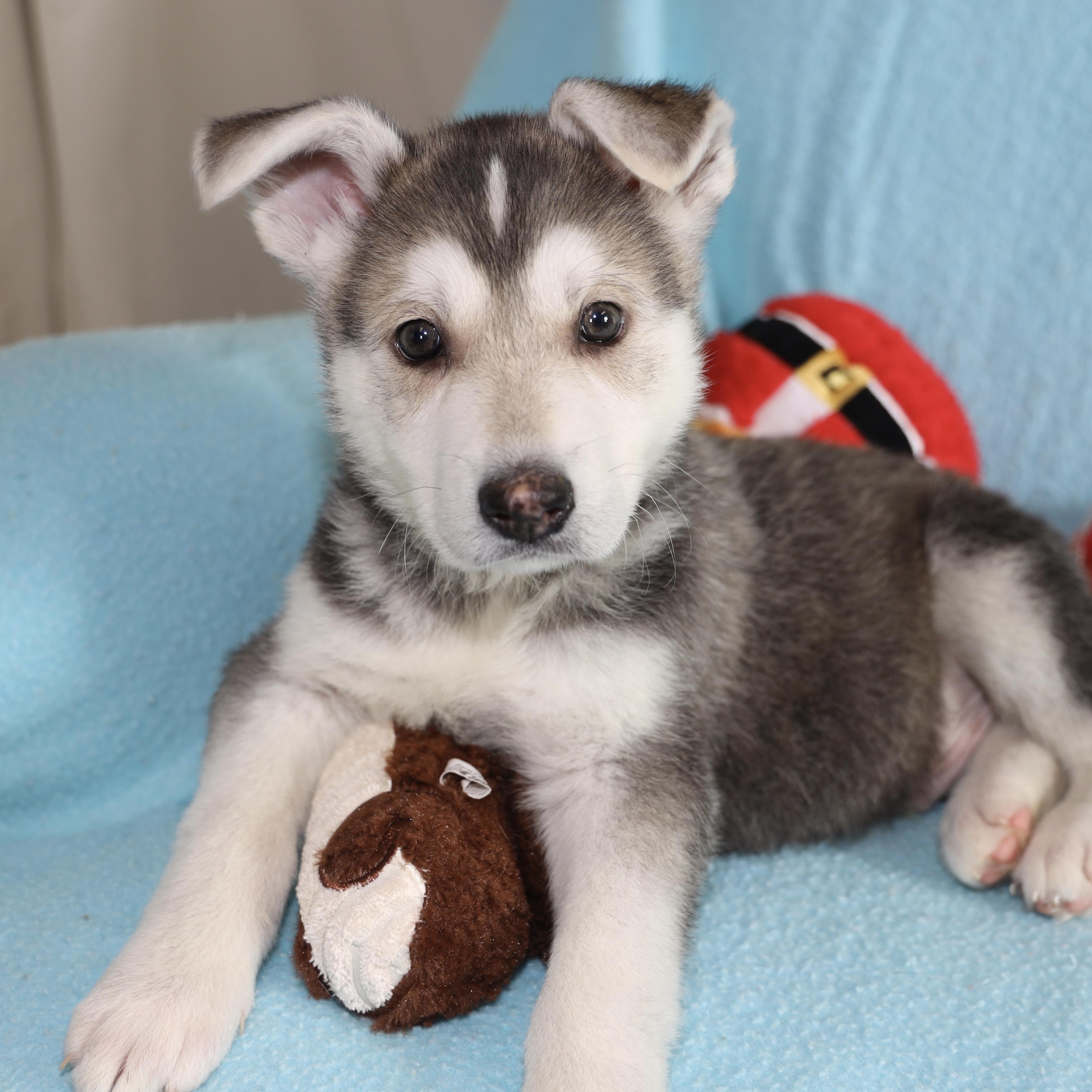 Timon, adopted, Puppy Male Husky.